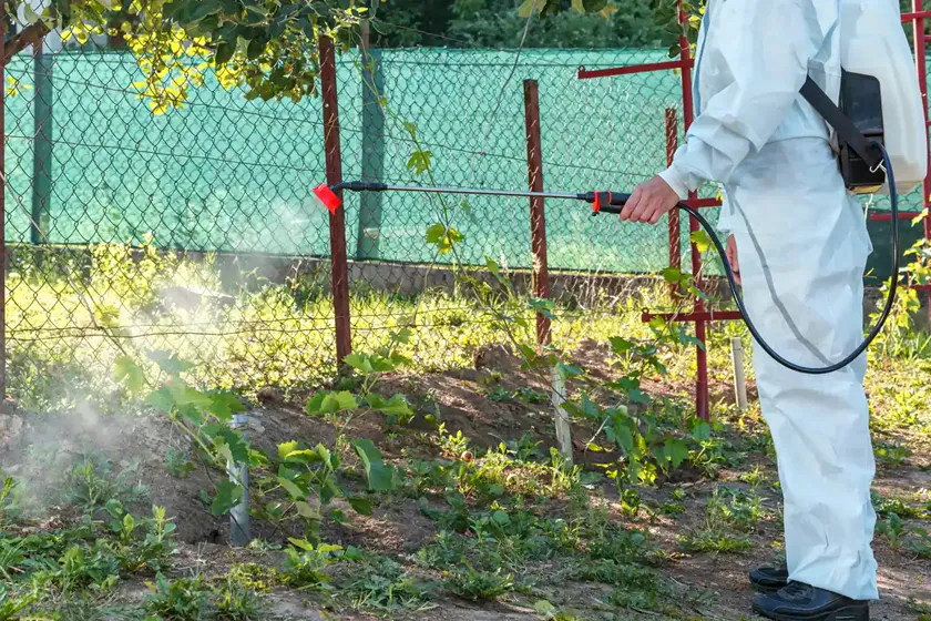Tratamiento de la procesionaria en Barberà del Vallès — PlagaZero